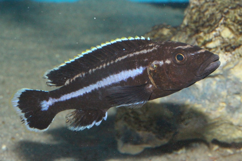 Melanochromis melanopterus 'Likoma Island'